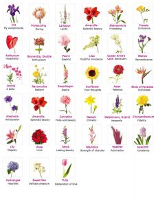 ความหมายดอกไม้และการใช้ภาษาดอกไม้